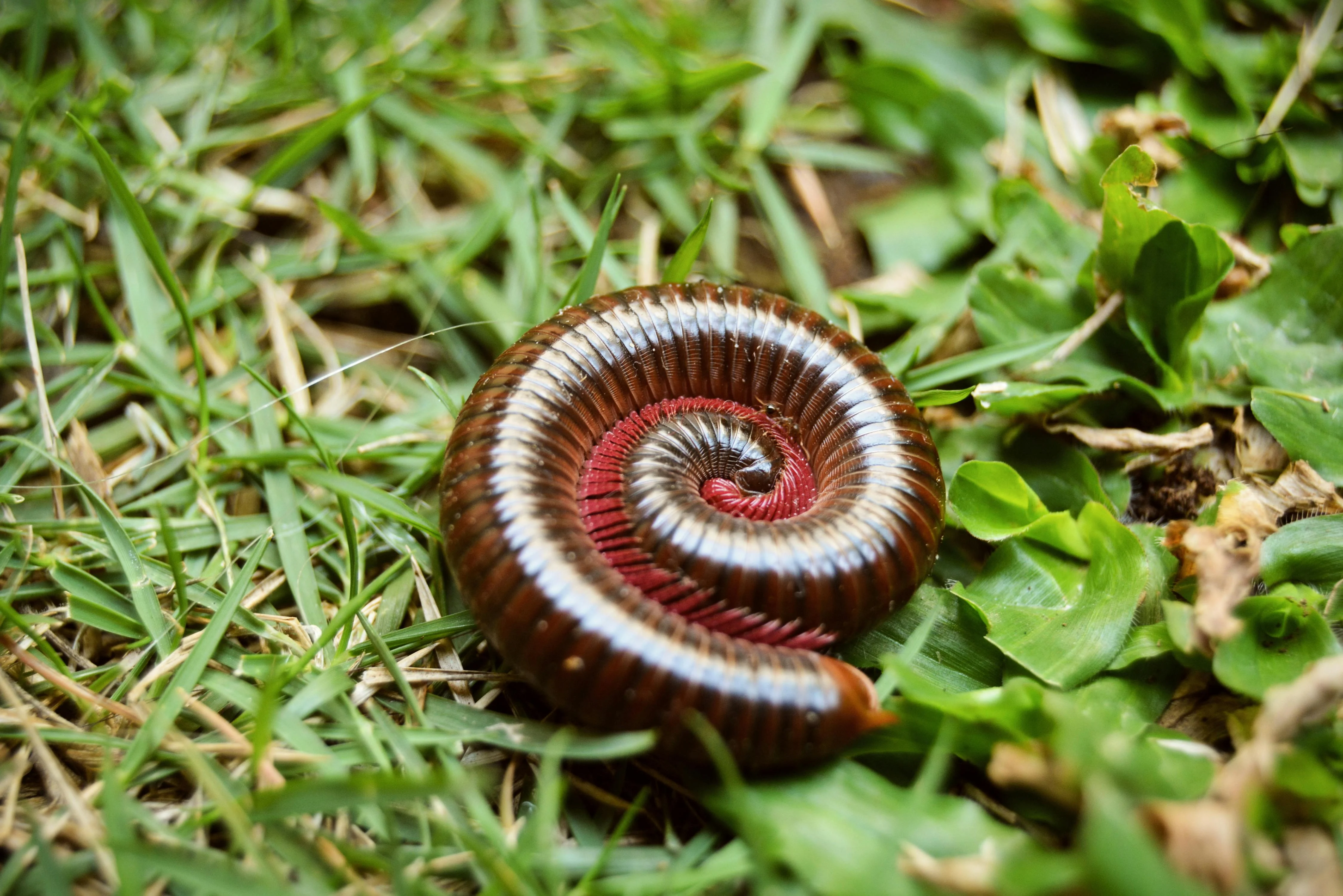 Millipede