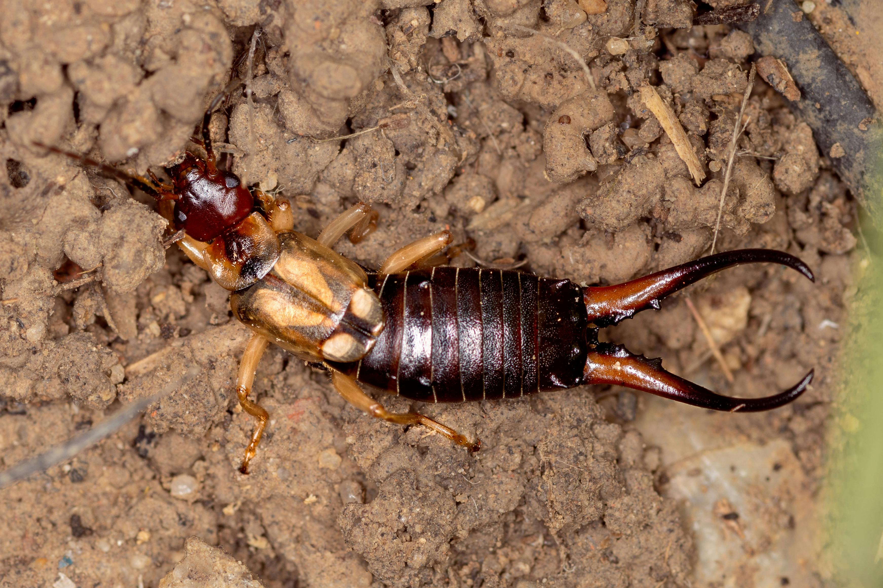 earwig