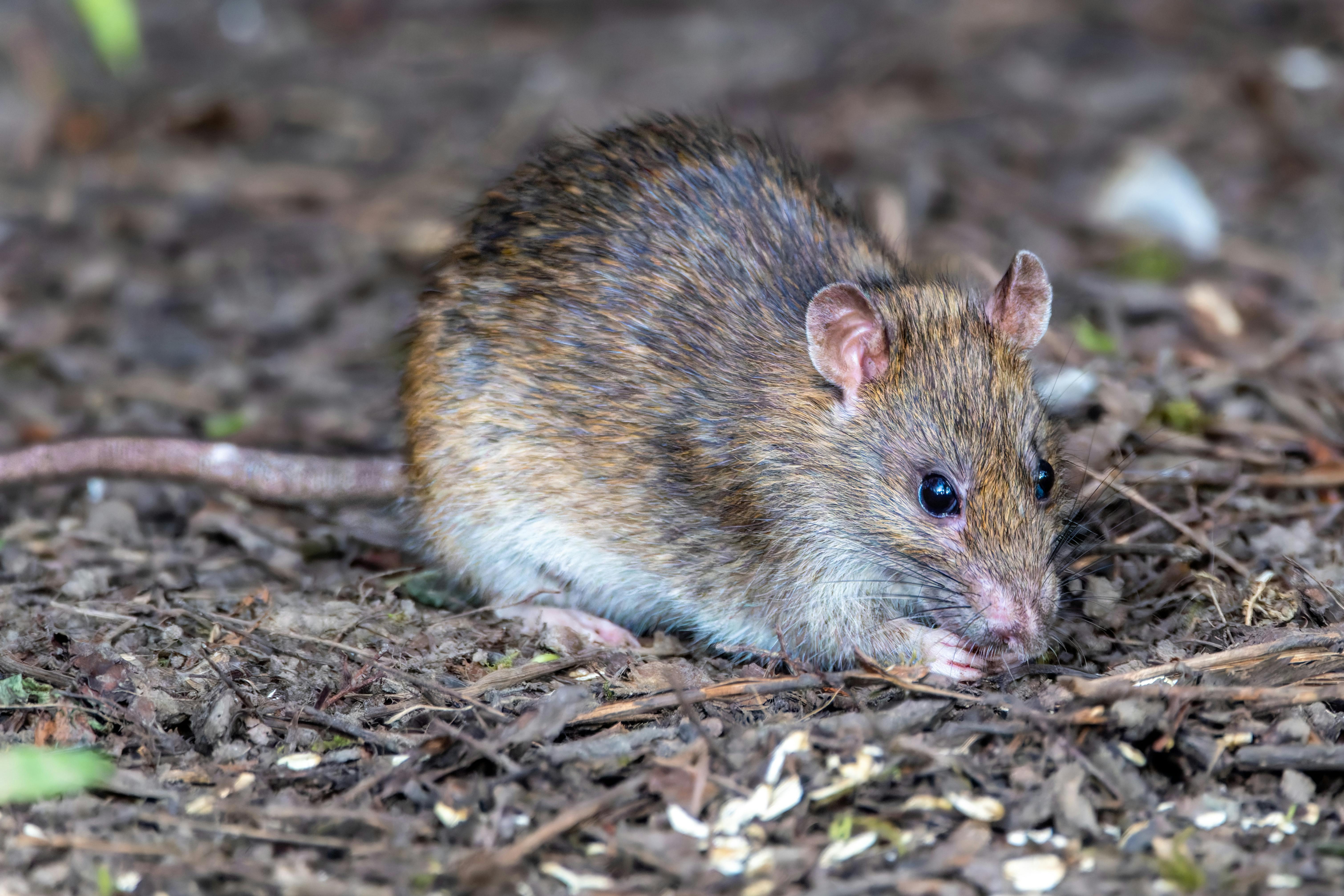 rat2