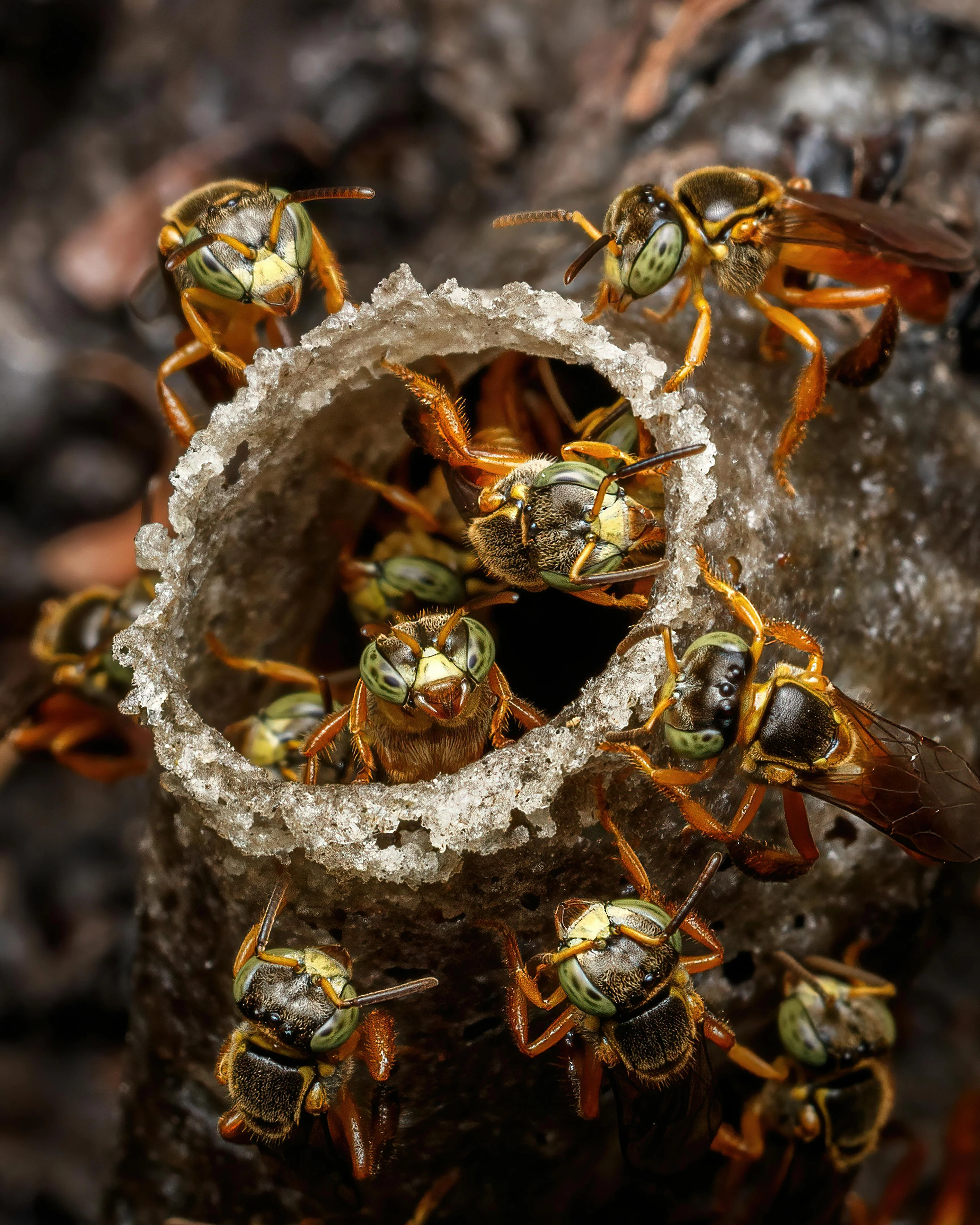 waspnest